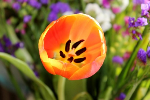 beautiful tulips