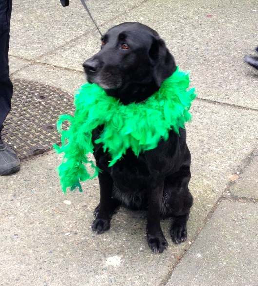 Irish labrador