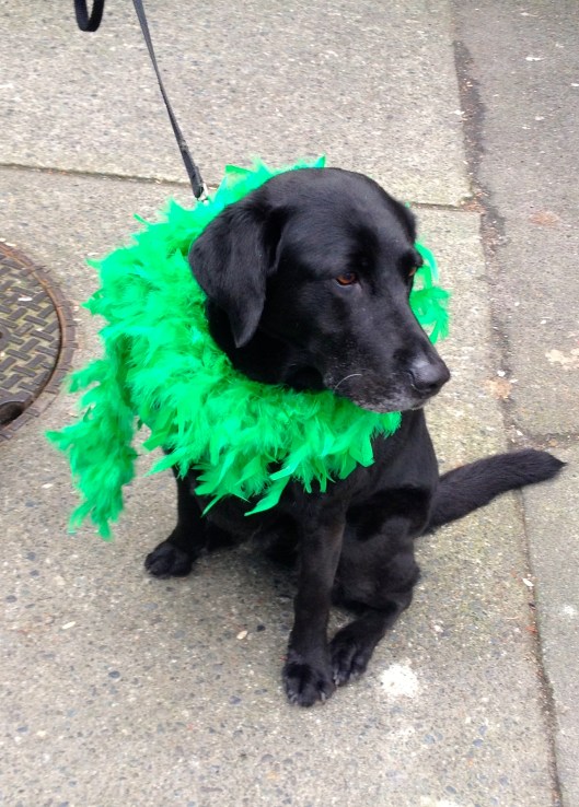 Paddy's day dog
