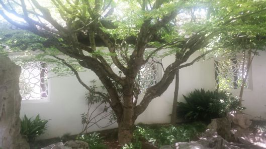 Chinese garden Portland