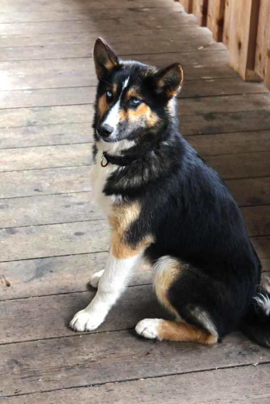 Beautiful dog Tofino